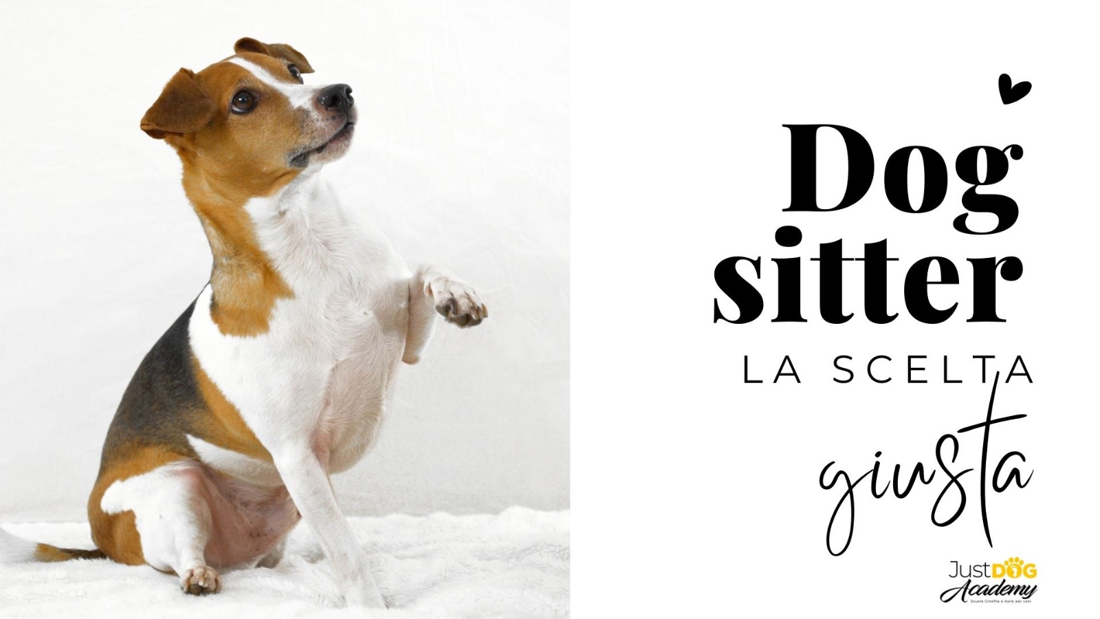 Dog Sitter – La scelta giusta